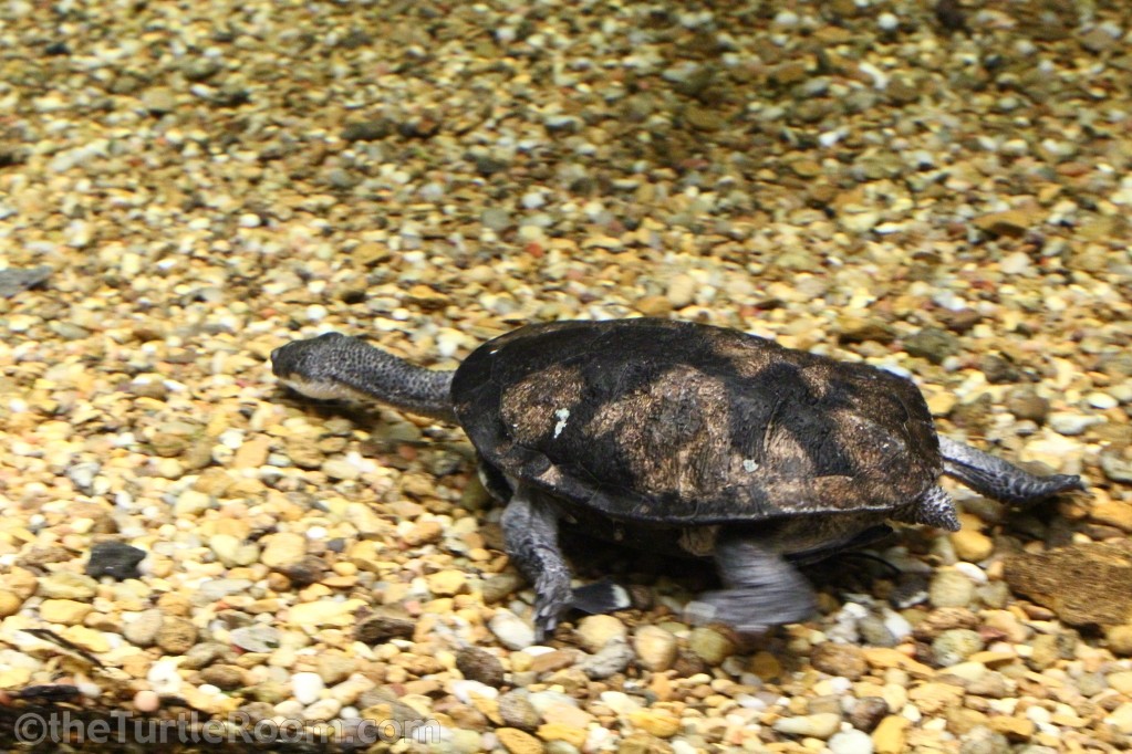 Chelodina Chelodina longicollis Gallery – theTurtleRoom