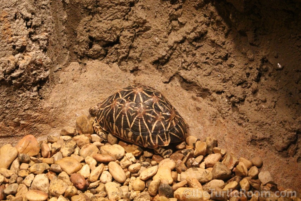 Geochelone elegans (Indian Star Tortoise)