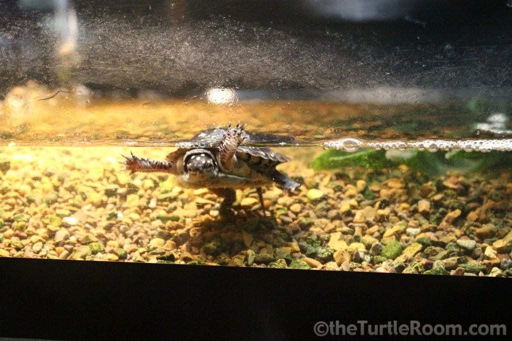 Clemmys guttata (Spotted Turtle)