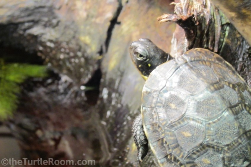 Hatchling Emydoidea blandingii (Blanding's Turtle)