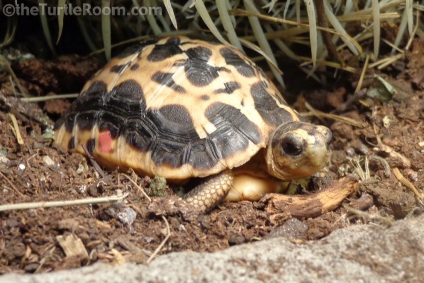 Yearling Pyxis arachnoides arachnoides (Common Spider Tortoise)