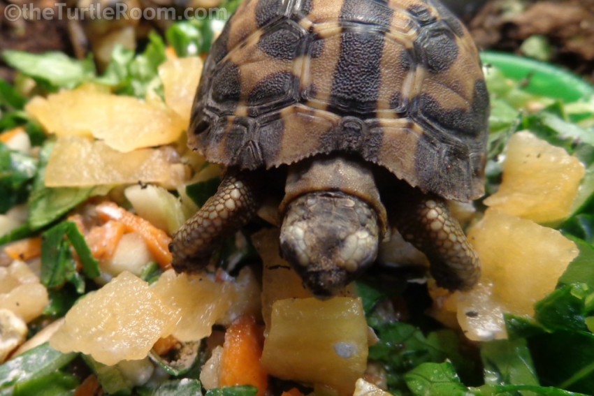 Yearling Pyxis arachnoides arachnoides (Common Spider Tortoise)