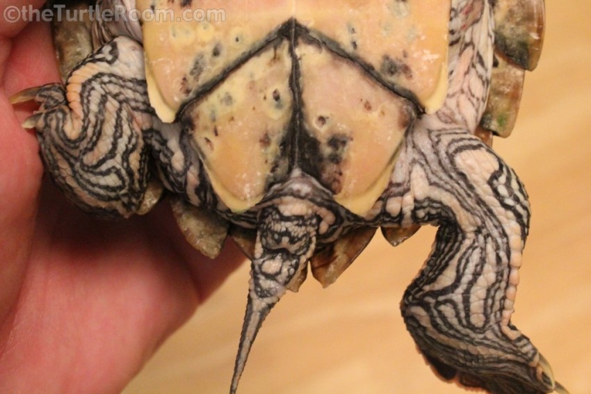 Sub-Adult Female Graptemys versa (Texas Map Turtle)
