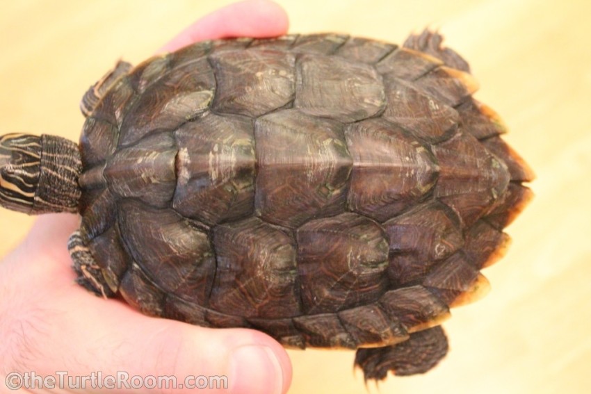 Sub-Adult Female Graptemys versa (Texas Map Turtle)
