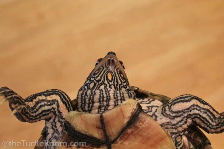 Sub-Adult Female Graptemys versa (Texas Map Turtle)