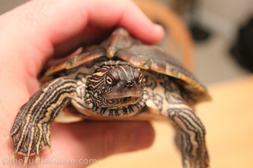 Sub-Adult Female Graptemys versa (Texas Map Turtle)