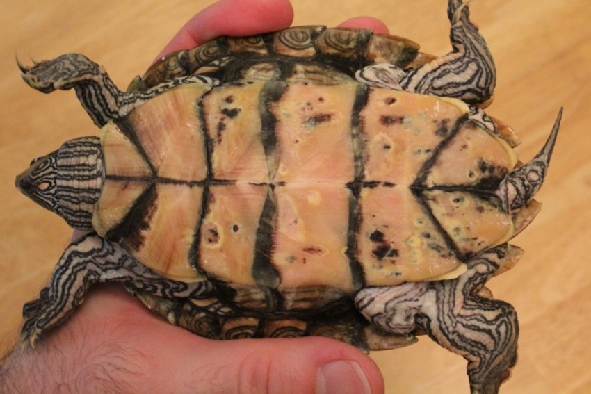 Sub-Adult Female Graptemys versa (Texas Map Turtle)