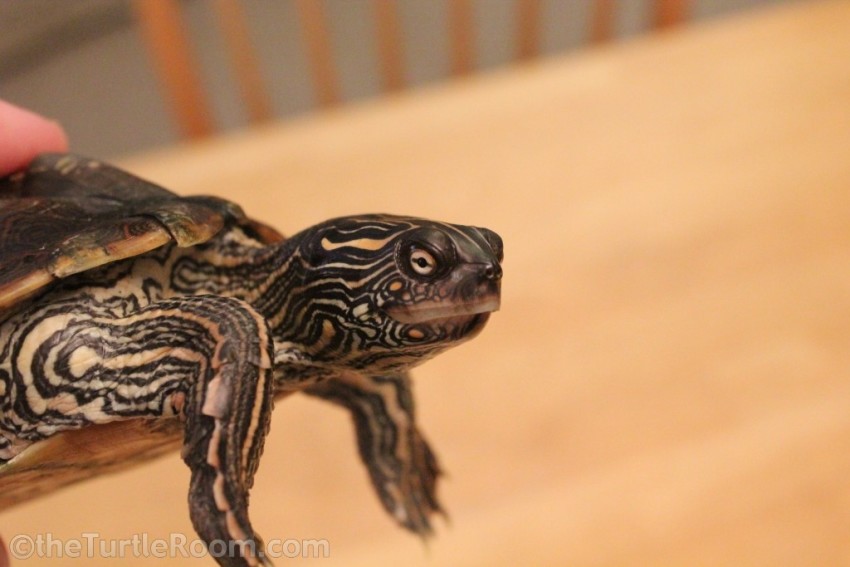Sub-Adult Female Graptemys versa (Texas Map Turtle)
