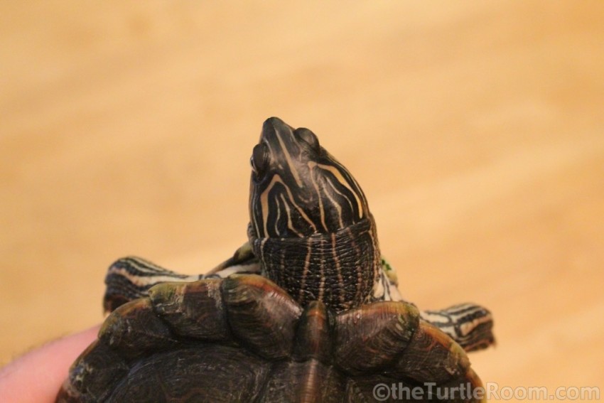 Sub-Adult Female Graptemys versa (Texas Map Turtle)