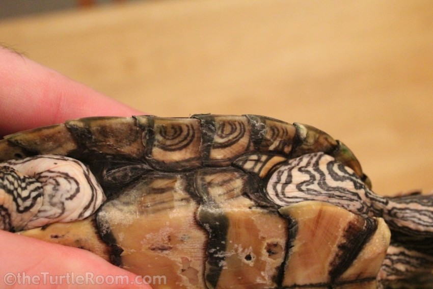 Sub-Adult Female Graptemys versa (Texas Map Turtle)