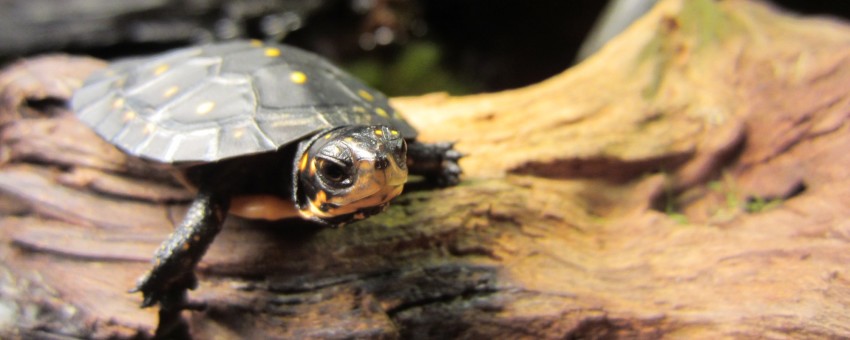 Hatchling Clemmys guttata (Spotted Turtle)