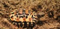 Juvenile Pyxis planicauda (Flat-Tailed Tortoise) - Knoxville Zoo