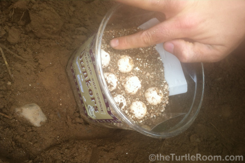 Eggs from Chelydra serpentina (Common Snapping Turtle)