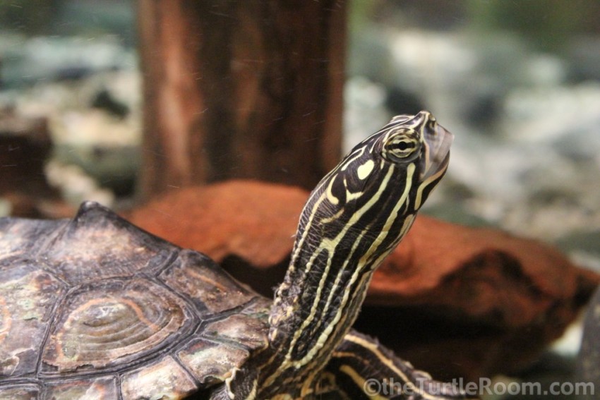 Sub-Adult Female Graptemys oculifera (Ringed Map Turtle)