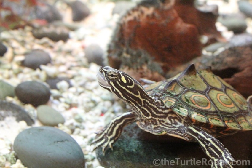 Adult Male Graptemys oculifera (Ringed Map Turtle)