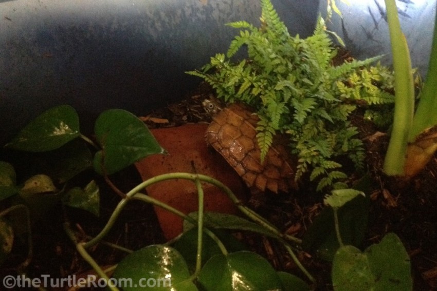 Adult Female Geoemyda spengleri (Black-Breasted Leaf Turtle)