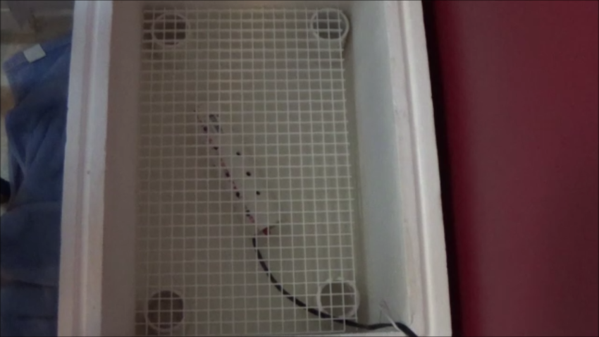 Simple Do-It-Yourself (DIY) Incubator