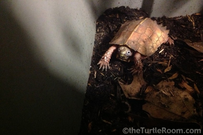 Adult Male Geoemyda spengleri (Black-Breasted Leaf Turtle)