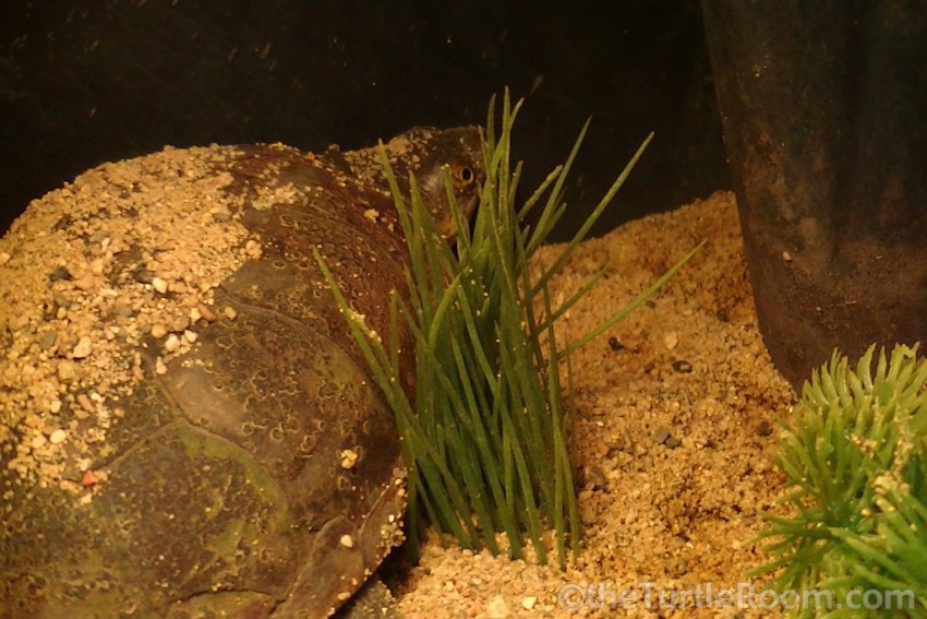 Adult Male Kinosternon flavescens (Yellow Mud)
