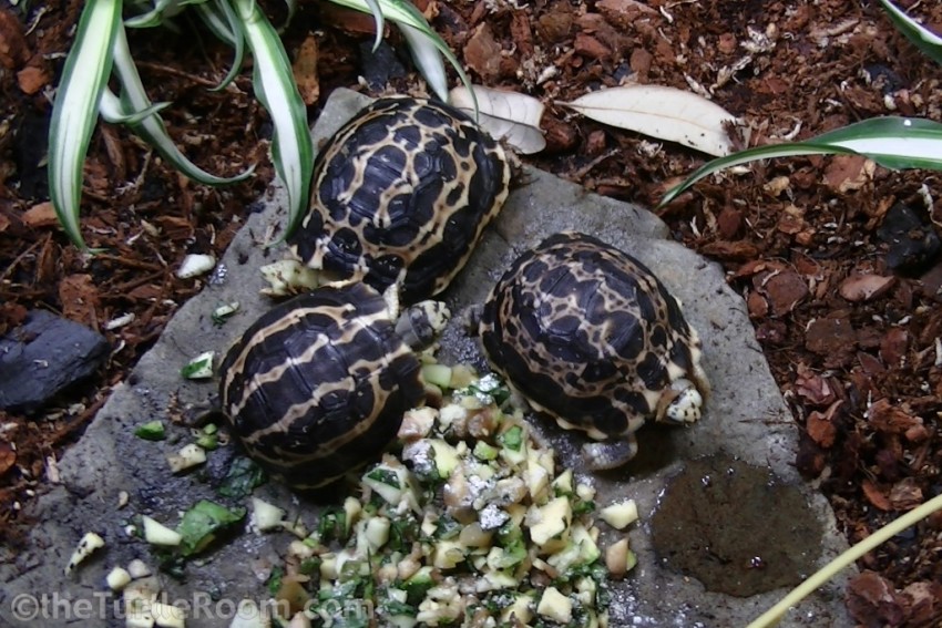 Hatchling Pyxis arachnoides arachnoides (Common Spider Tortoise)