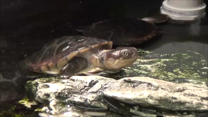 Turtle Towns Hatchling Rack System