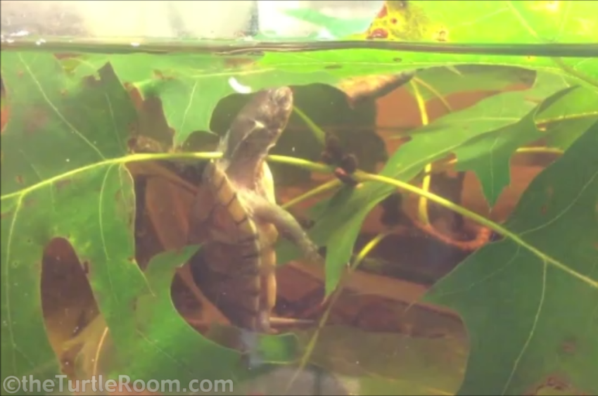 Hatchling Emydoidea blandingii (Blanding's Turtle)