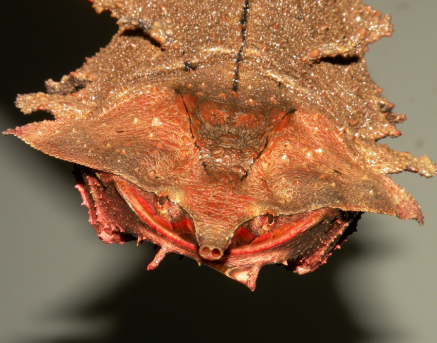 Juvenile Matamata Turtle (Chelus fimbriata)