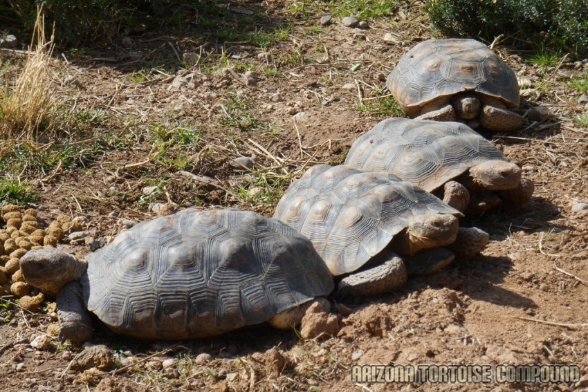 Adult Gopherus morafkai (Sonoran Desert Tortoise)