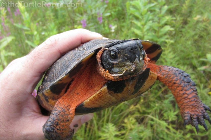 Adult female Glyptemys insculpta (North American Wood Turtle) after slug breakfast