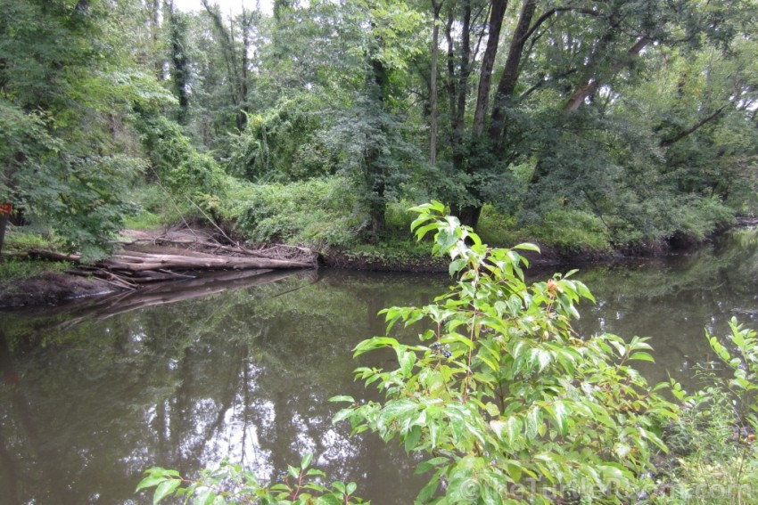Glyptemys insculpta (North American Wood Turtle) natural habitat