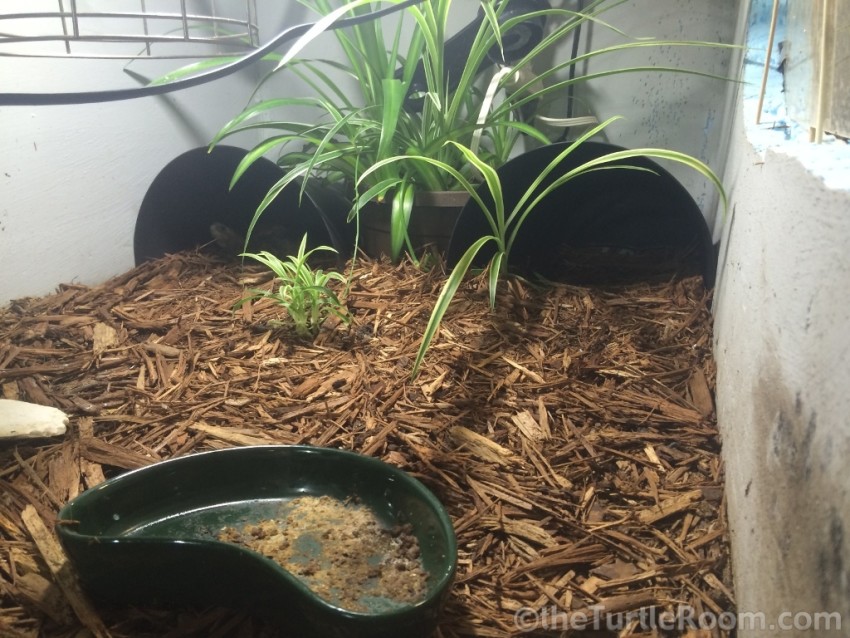 Adult Cuora mouhotii obsti (Southern Keeled Box Turtle) Habitat