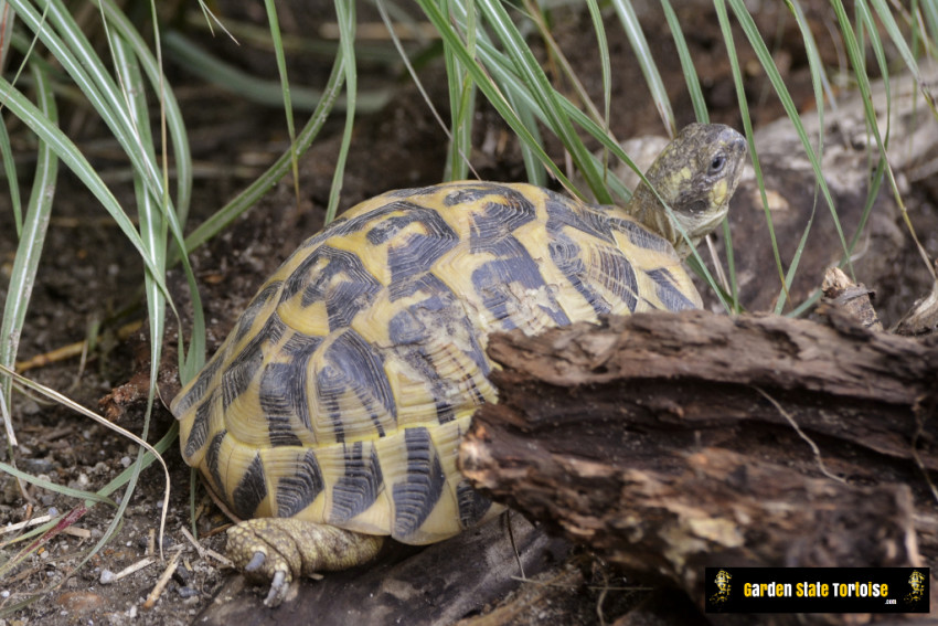 Adult Testudo hermanni hermanni (Western Hermann's Tortoise) - Chris Leone, Garden State Tortoise