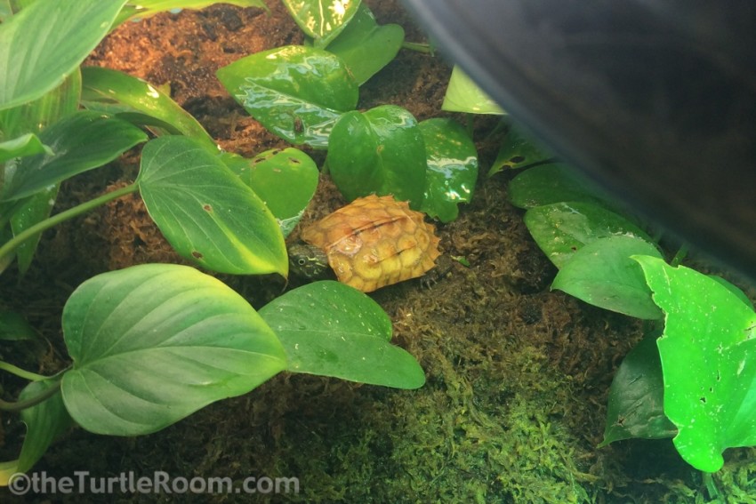Juvenile Male Geoemyda spengleri (Vietnamese Black-Breasted Leaf Turtle) - Denver Zoo