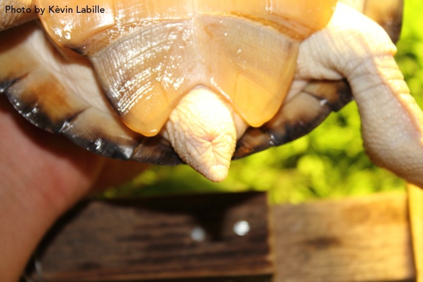 Adult Pelusios castaneus castaneus (West African Mud Turtle) - Photo by Kèvin Labille