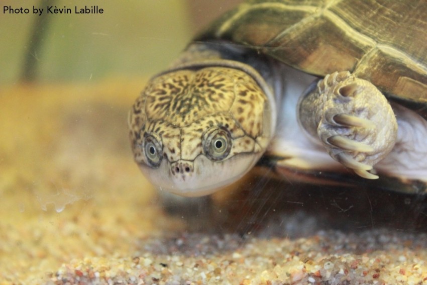 Adult Pelusios castaneus castaneus (West African Mud Turtle) - Photo by Kèvin Labille