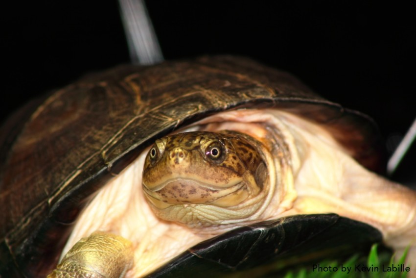 Adult Pelusios castaneus castaneus (West African Mud Turtle) - Photo by Kèvin Labille