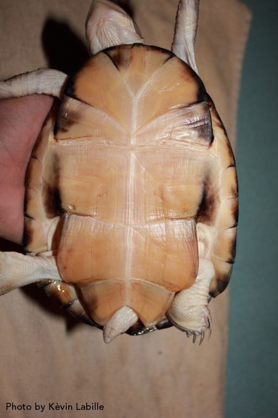 Adult Pelusios castaneus castaneus (West African Mud Turtle) - Photo by Kèvin Labille