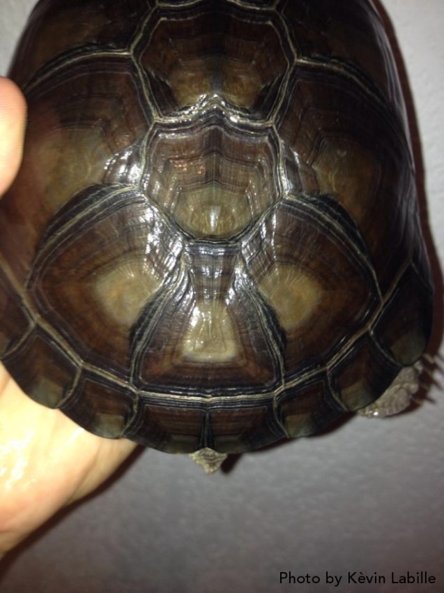 Adult Pelusios castaneus castaneus (West African Mud Turtle) - Photo by Kèvin Labille