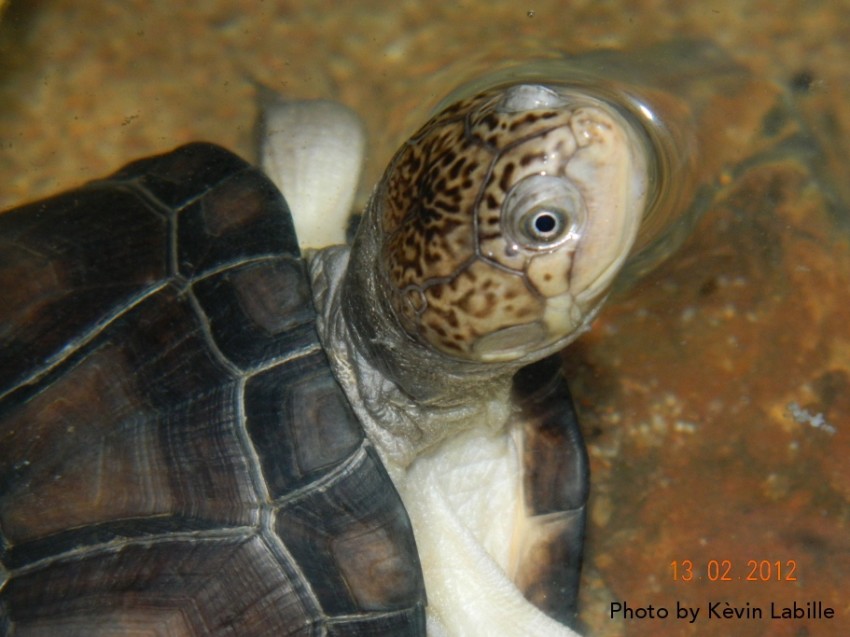 Adult Pelusios castaneus castaneus (West African Mud Turtle) - Photo by Kèvin Labille