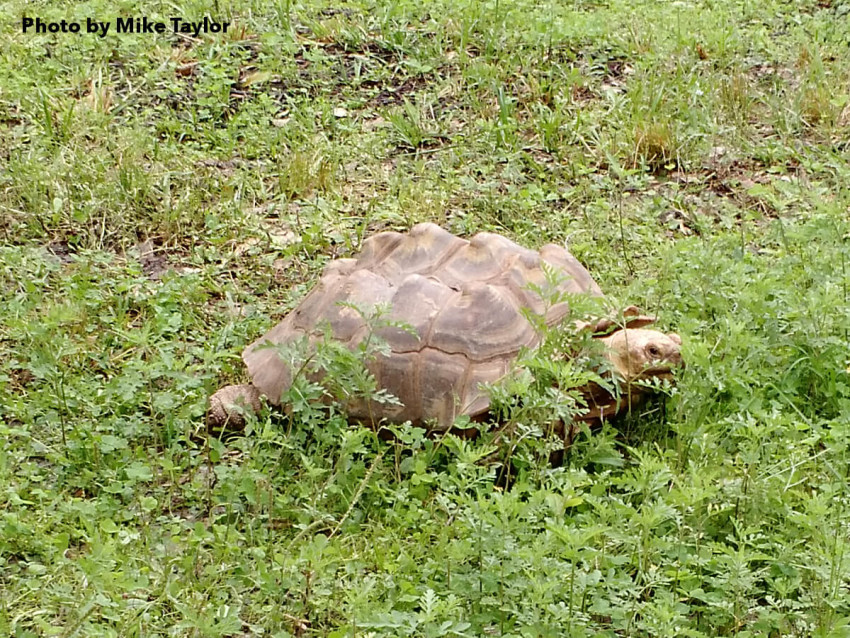 Sally the Sulcata - Photo by Mike Taylor