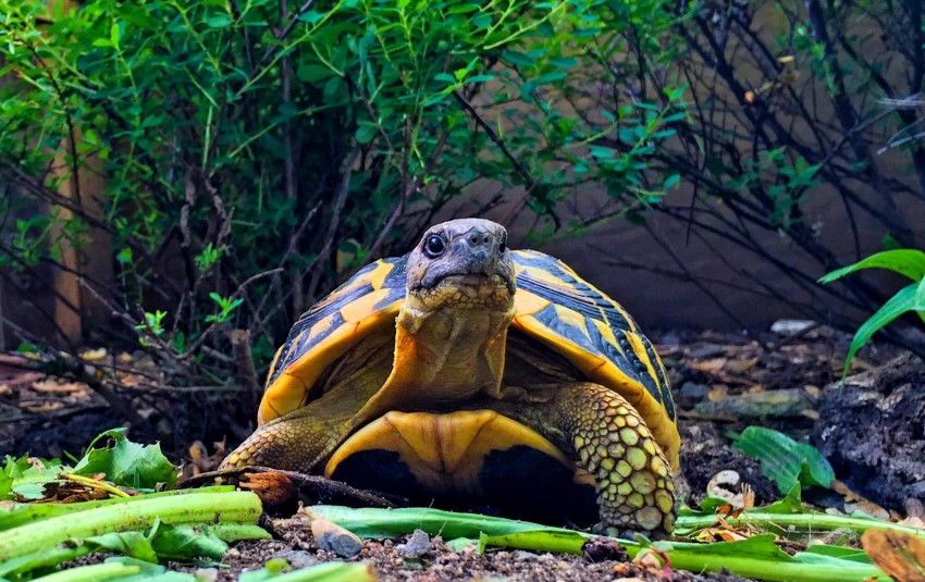 Adult Testudo hermanni hermanni (Western Hermann's Tortoise) - Photo by Chris Leone