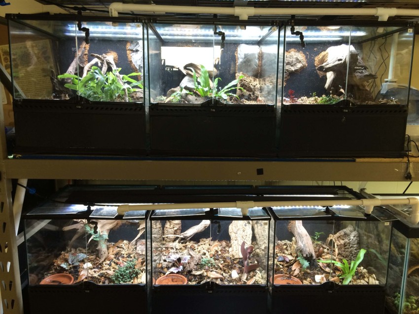 Custom vivariums designed by Joe of theTurtleRoom for Geoemyda spengleri (Vietnamese Black-Breasted Leaf Turtle)