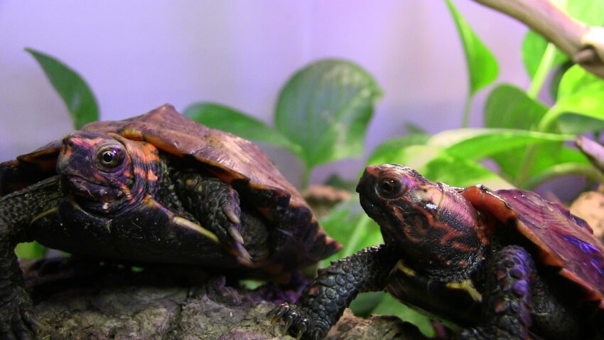 A pair of Geoemyda japonica (Ryukyu Black-Breasted Leaf Turtle)