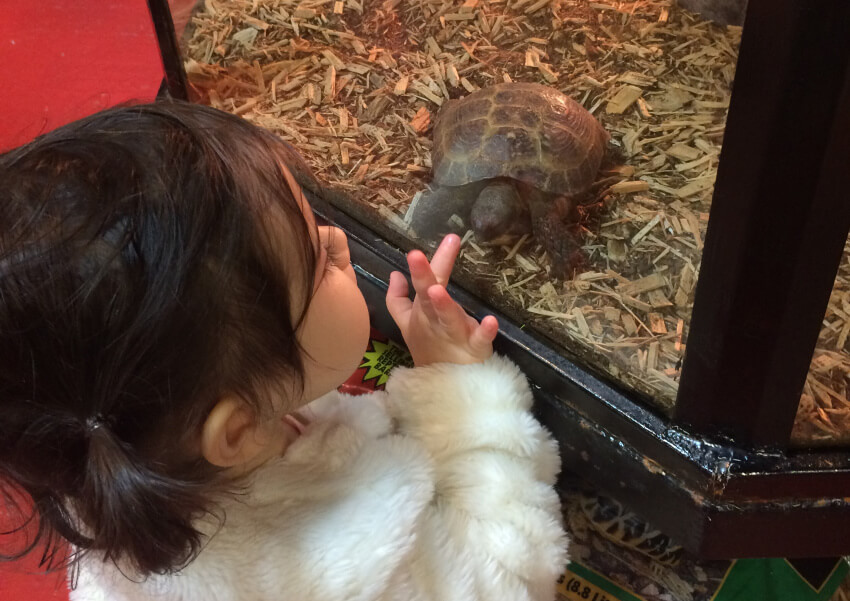 Anthony's daughter checking out a Russian Tortoise