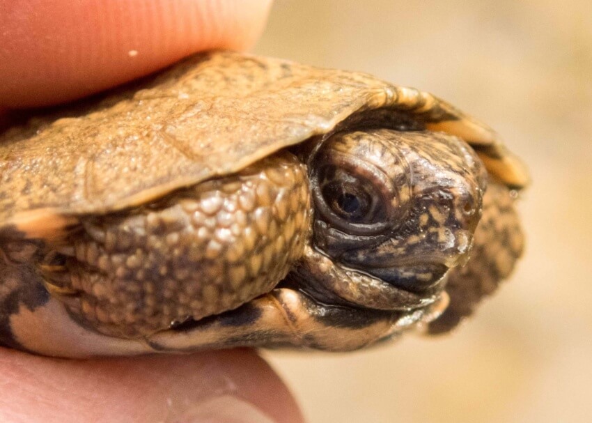 Hatchling Glyptemys insculpta (Wood Turtle), Lebanon County, PA