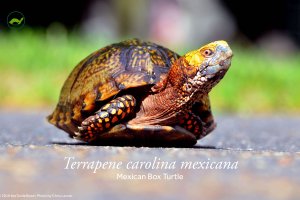 Terrapene carolina mexicana (Mexican Box Turtle) Poster