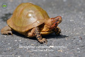 Terrapene carolina triunguis (Three-Toed Box Turtle) Poster