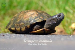 Terrapene coahuila (Coahuilan Box Turtle) Poster