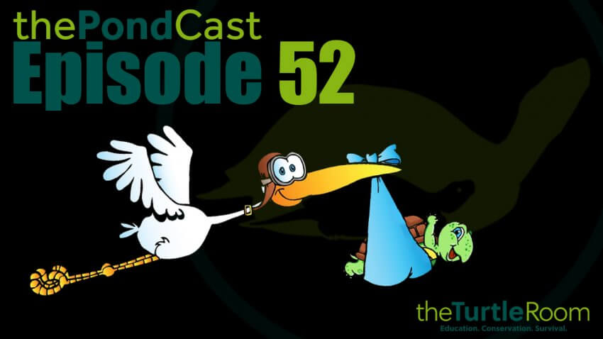 Ep. 52: Tort Stork