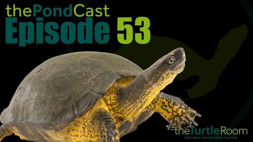 Ep. 53: Moving with Turtles
